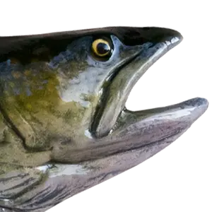 Lake Trout fish mount replica head close-up showing glass eye and gill cover detail