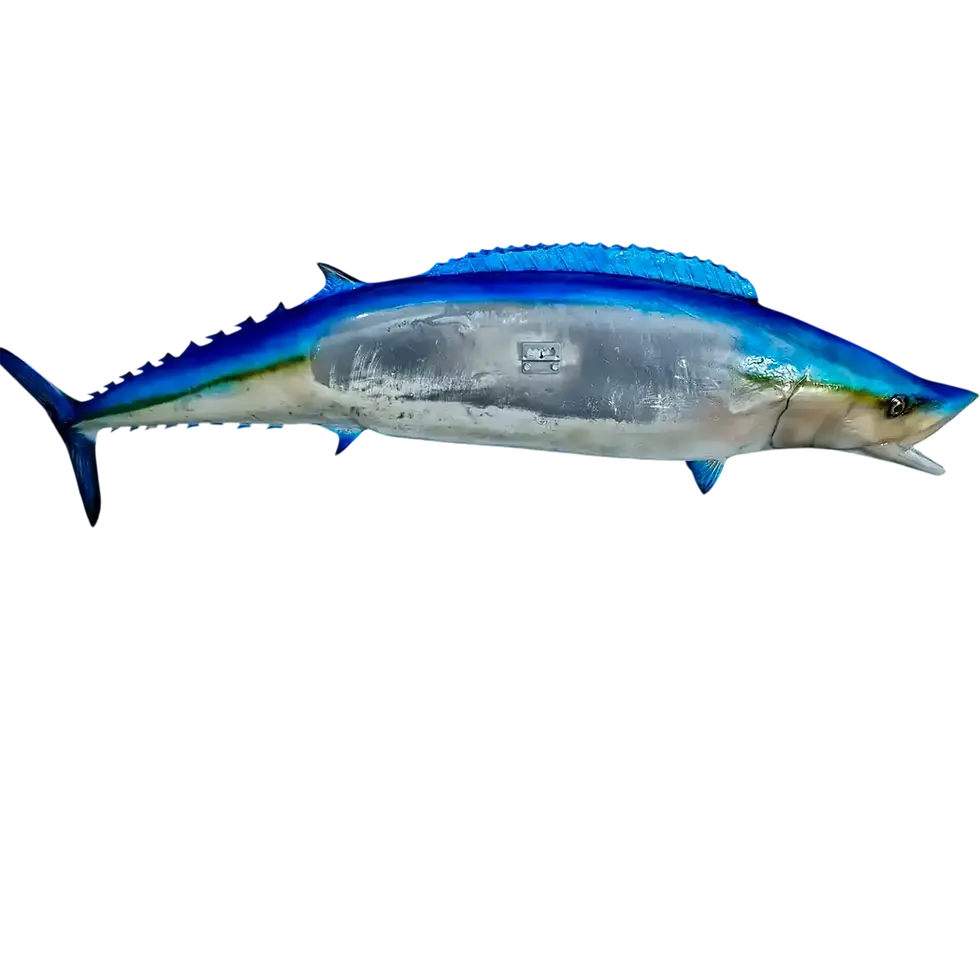 Thumbnail: Back view of a 62 inch Wahoo full mount replica showing the hanging bracket and second painted eye.