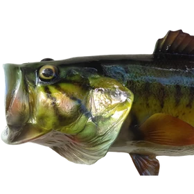 Close-up of a largemouth bass fiberglass mount with detailed scales and lifelike coloration. 