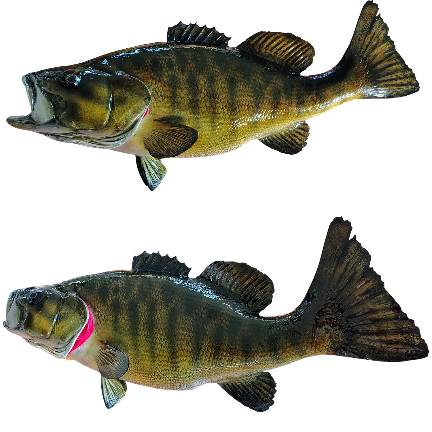Smallmouth Bass Fish Mount Replicas