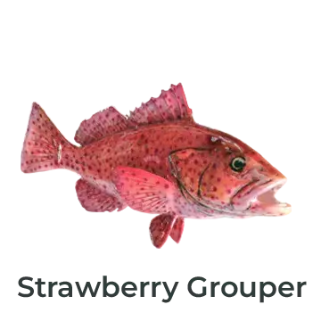 Strawberry Grouper fiberglass fish mount replica showing red spotted pattern and gold highlights hand painted by Greg Cassell