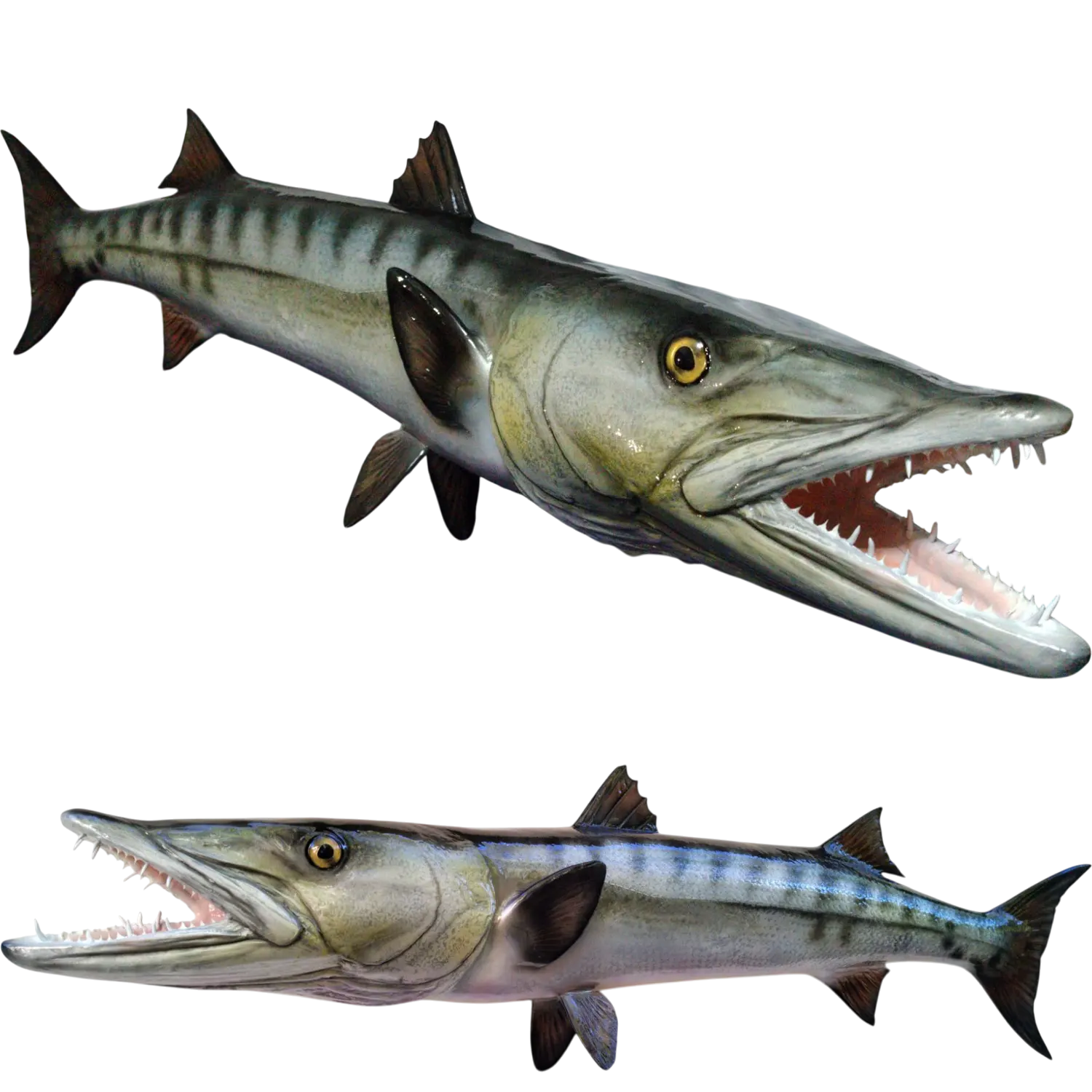 Barracuda Fish Mount Replica | 16 to 72 in | Half Full 360° Mounts