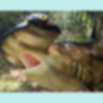 Thumbnail: Custom airbrushed Hammerhead Shark Mount available for order at Florida Fish Mounts.