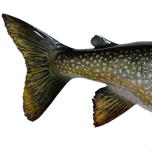Fiberglass Lake Trout Fish Mount tail close-up showing intricate paint details.