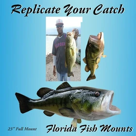  Angler holding a freshly caught Largemouth Bass next to a 23" fiberglass fish mount replica showcasing lifelike details.