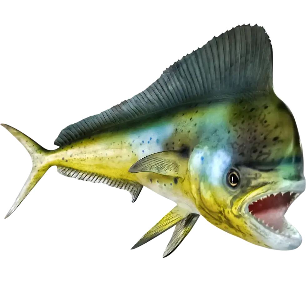 26 inch Mahi Bull full mount replica, open mouth, hand sculpted teeth, fiberglass