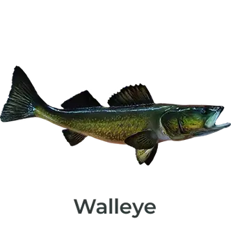 Walleye Fiberglass Fish Mount Replica painted by Greg Cassell. Right-facing mount featuring natural tones and realistic craftsmanship. 