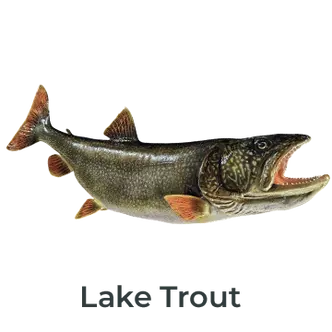 Lake Trout Fiberglass Fish Mount Replica painted by Greg Cassell. Right-facing mount featuring realistic patterns and lifelike details. 