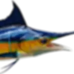 Thumbnail: Blue Marlin replica full mount close‑up showing open mouth, gill cover, pectoral fin and glass eye detail