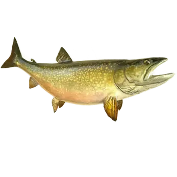 40-inch lake trout full mount open mouth hand-painted by artist Greg Cassell showing cream spotting and hand-sculpted teeth