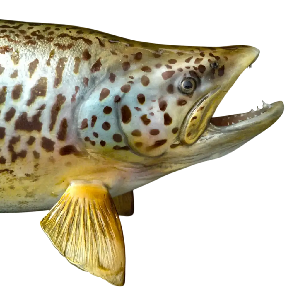Thumbnail: Close up of a Tiger Trout mount face showing the eye and unique cheek markings.