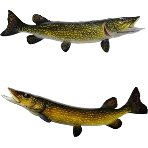 Northern Pike fiberglass full mount close-up, showcasing detailed scale patterns, vivid yellow and green coloring, and sharp teeth.