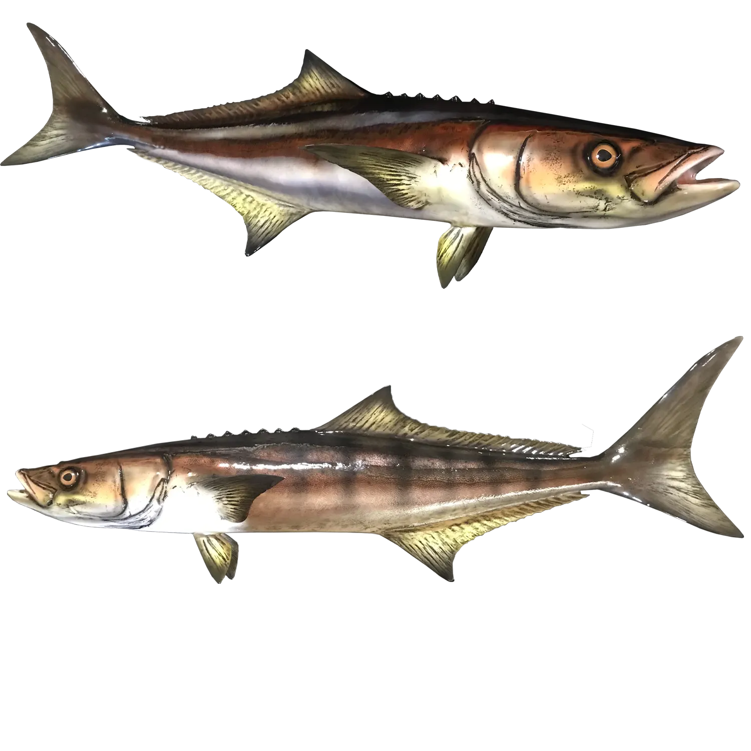 Cobia Fish Mount Replicas