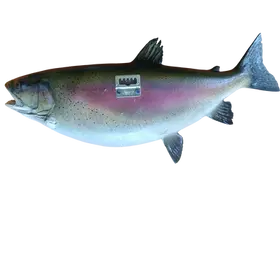 Backside view of a Rainbow Trout Fish Mount Replica showing its hanging bracket.