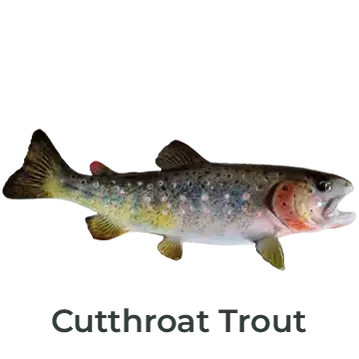 Cutthroat Trout Fiberglass Fish Mount Replica by Greg Cassell. Right-facing mount with red throat slash and hand-painted realism.