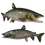 Thumbnail: Lake Trout taxidermy replicas showing both lateral profile and dynamic tail-angled perspective