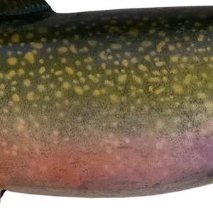 Detailed Lake Trout replica lateral scale pattern and color gradient