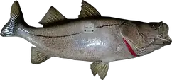 Full mount Snook replica back view showing metal bracket, detailed finish, and hand-painted glass eye