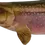 Thumbnail: Brook Trout gill plate and pelvic fin close-up with scale spots