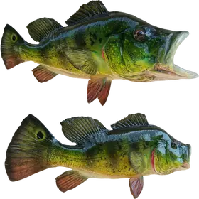 Handcrafted Peacock Bass Replicas by Florida Fish Mounts