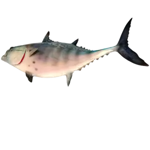 Underside view of a fiberglass False Albacore fish mount replica, showing lifelike detailing.