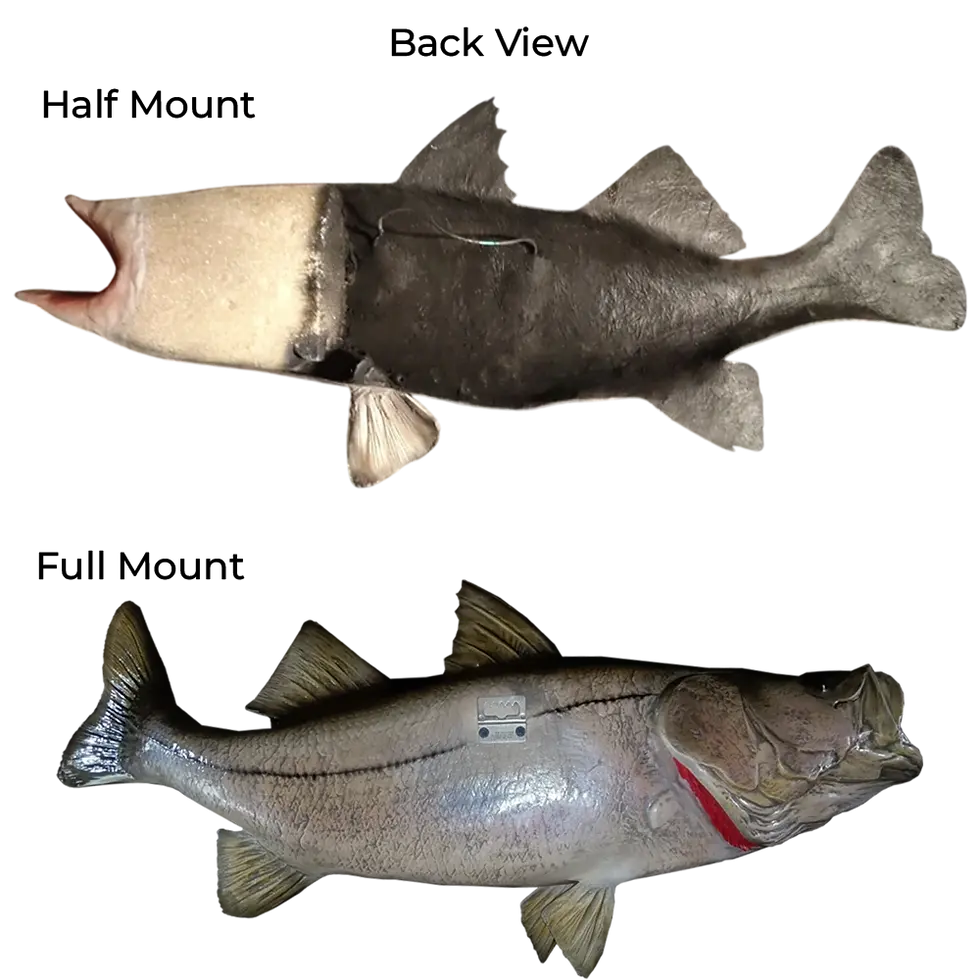 Thumbnail: Snook fish mount replica half mount back showing hanging wire and full mount back showing metal bracket and rear glass eye