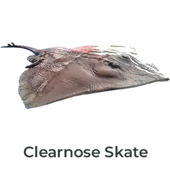 Clearnose Skate fiberglass bottom mount, 24 inches, painted and handcrafted by Greg Cassell. 