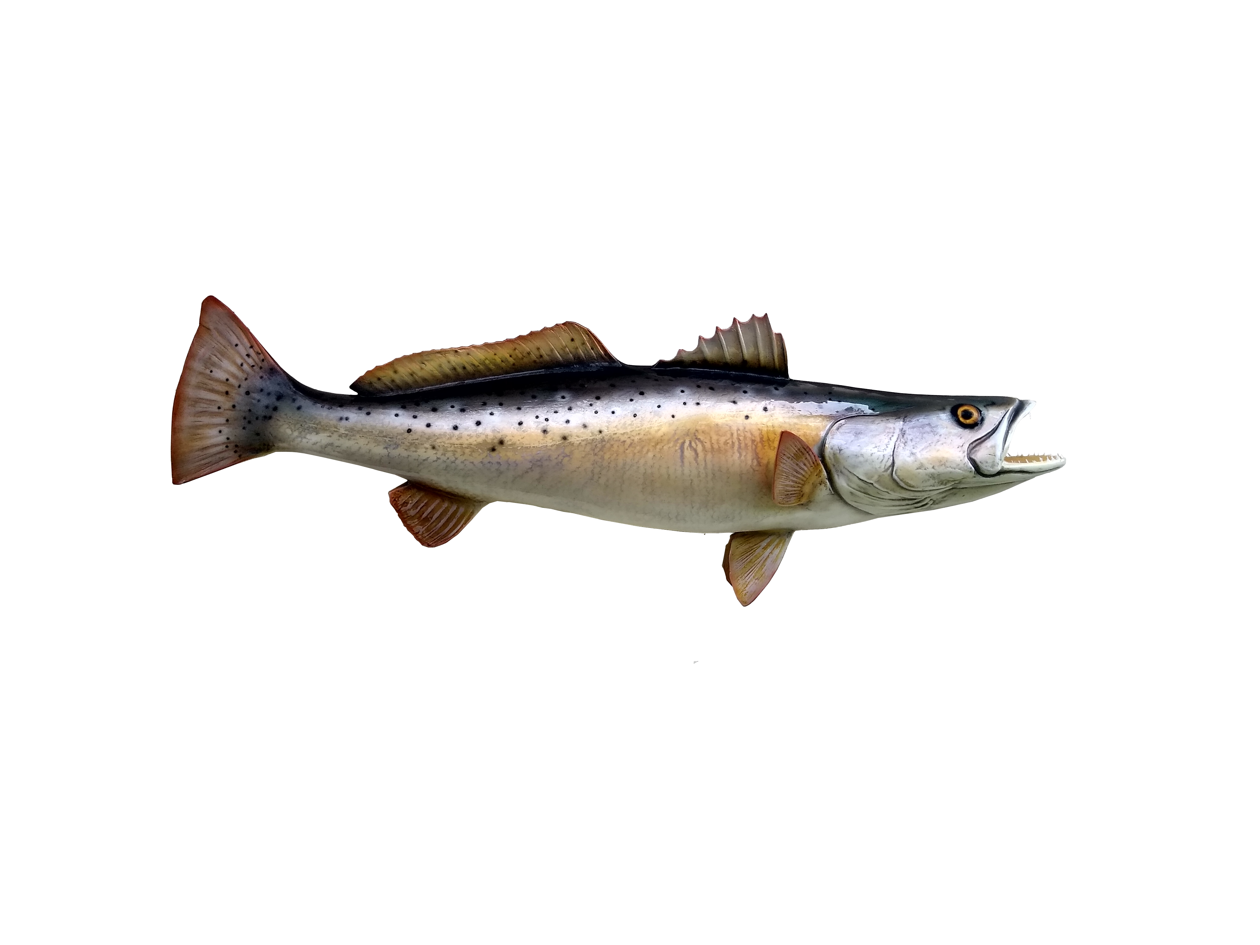 Speckled Trout