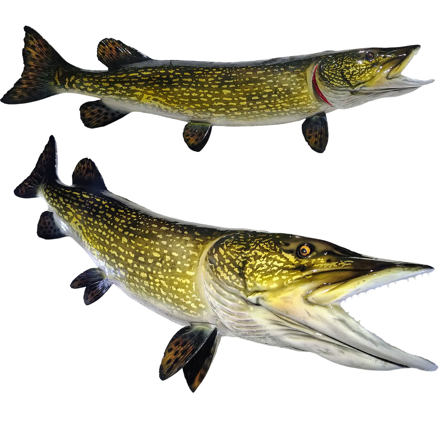 Northern Pike Fish Mount Replicas