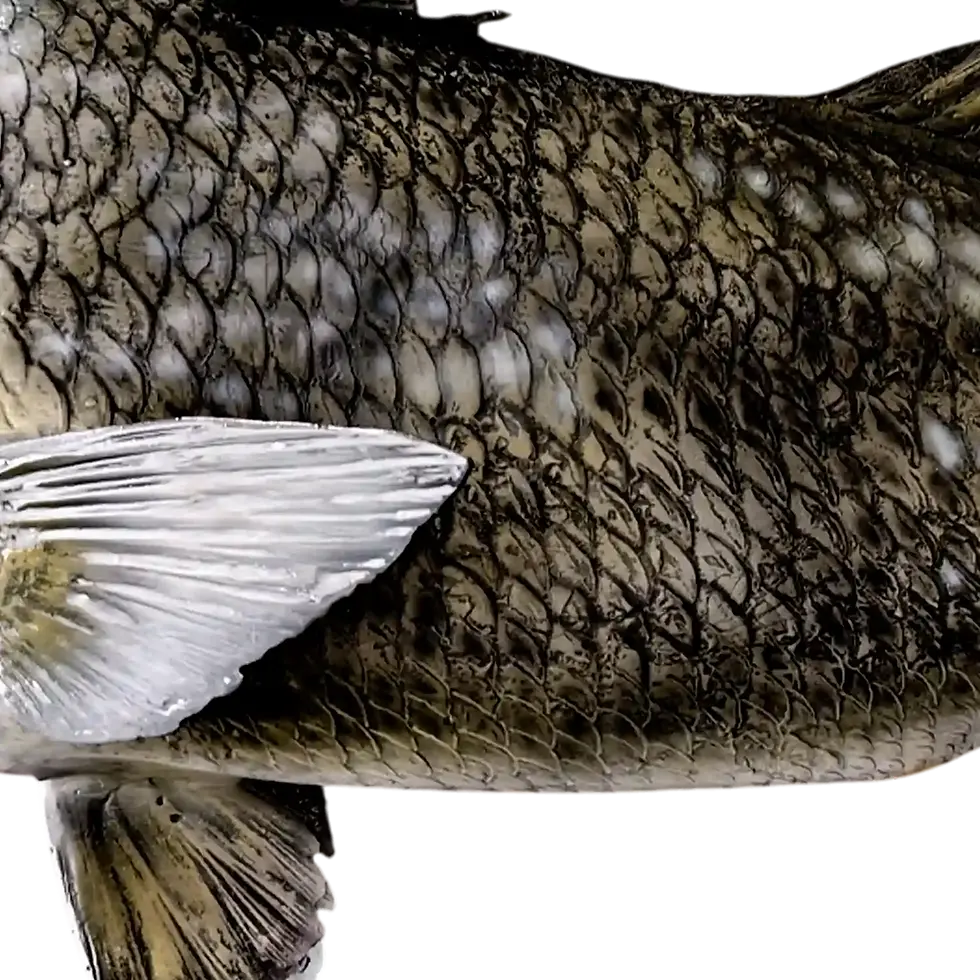 Thumbnail: Black drum replica flank close-up, large-format ctenoid scales and pectoral fin detail, fiberglass