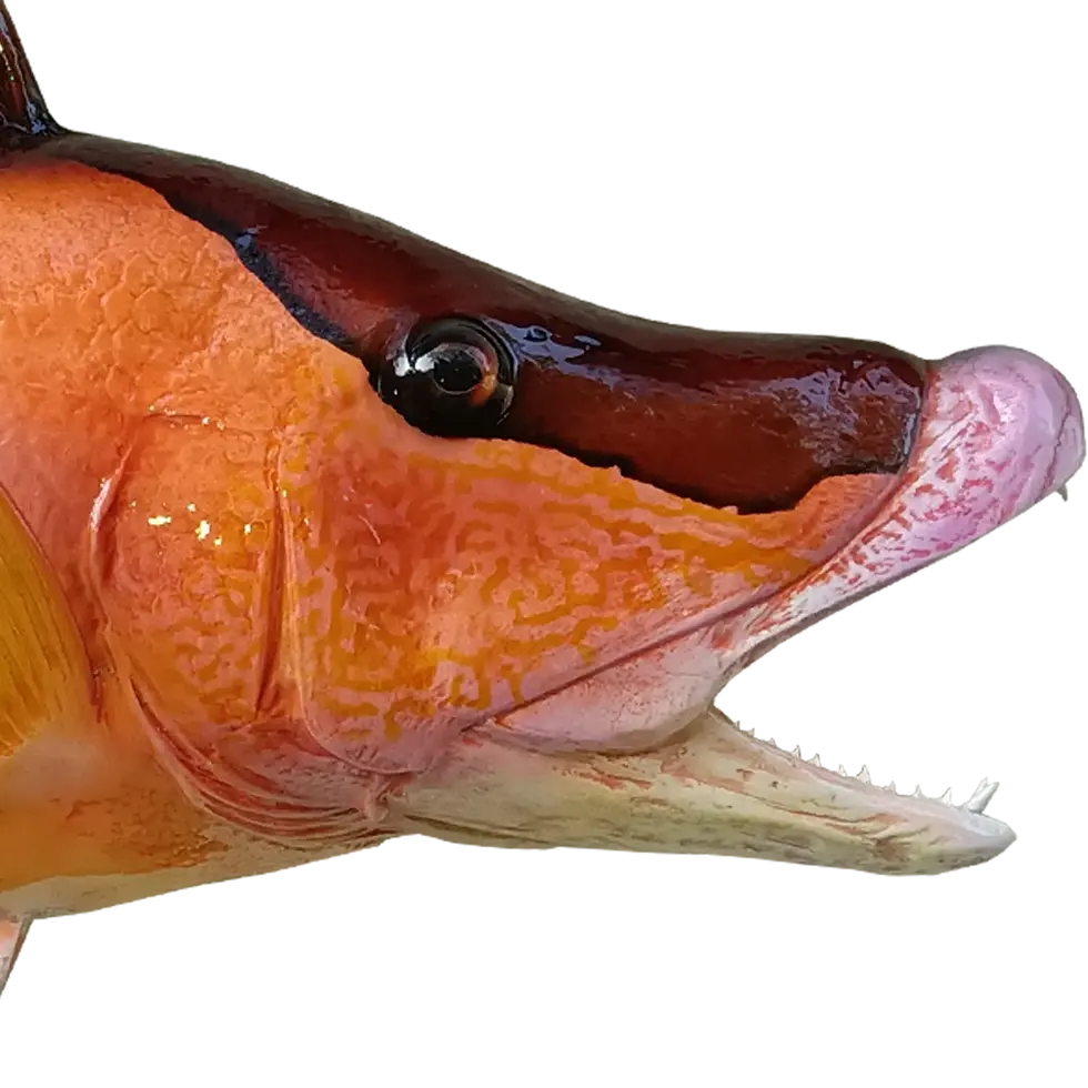 Thumbnail: Close-up of a Hogfish half mount’s mouth, highlighting lifelike fiberglass craftsmanship.