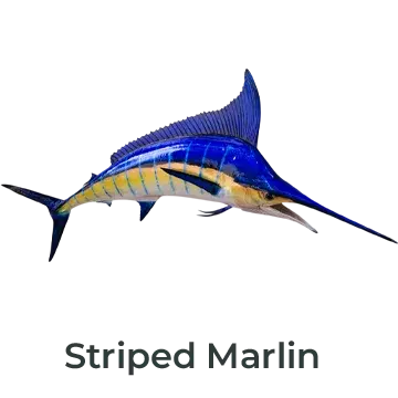 Custom fiberglass double-sided striped marlin full mount replica