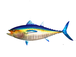 Bluefin Tuna Mount