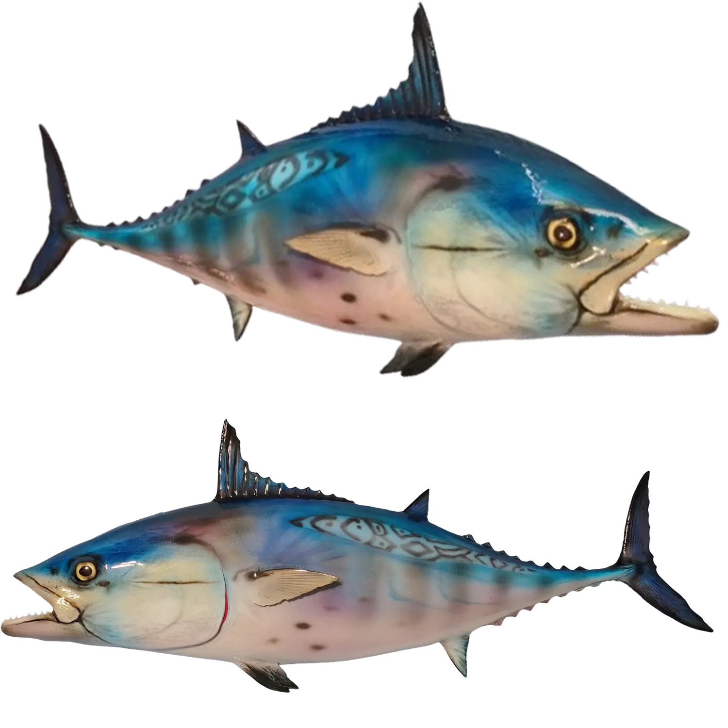 False Albacore Fish Mount Replicas
