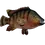 Thumbnail: Mayan Cichlid Fish Mount Replica tilted face foreground showing jaw and eye detail