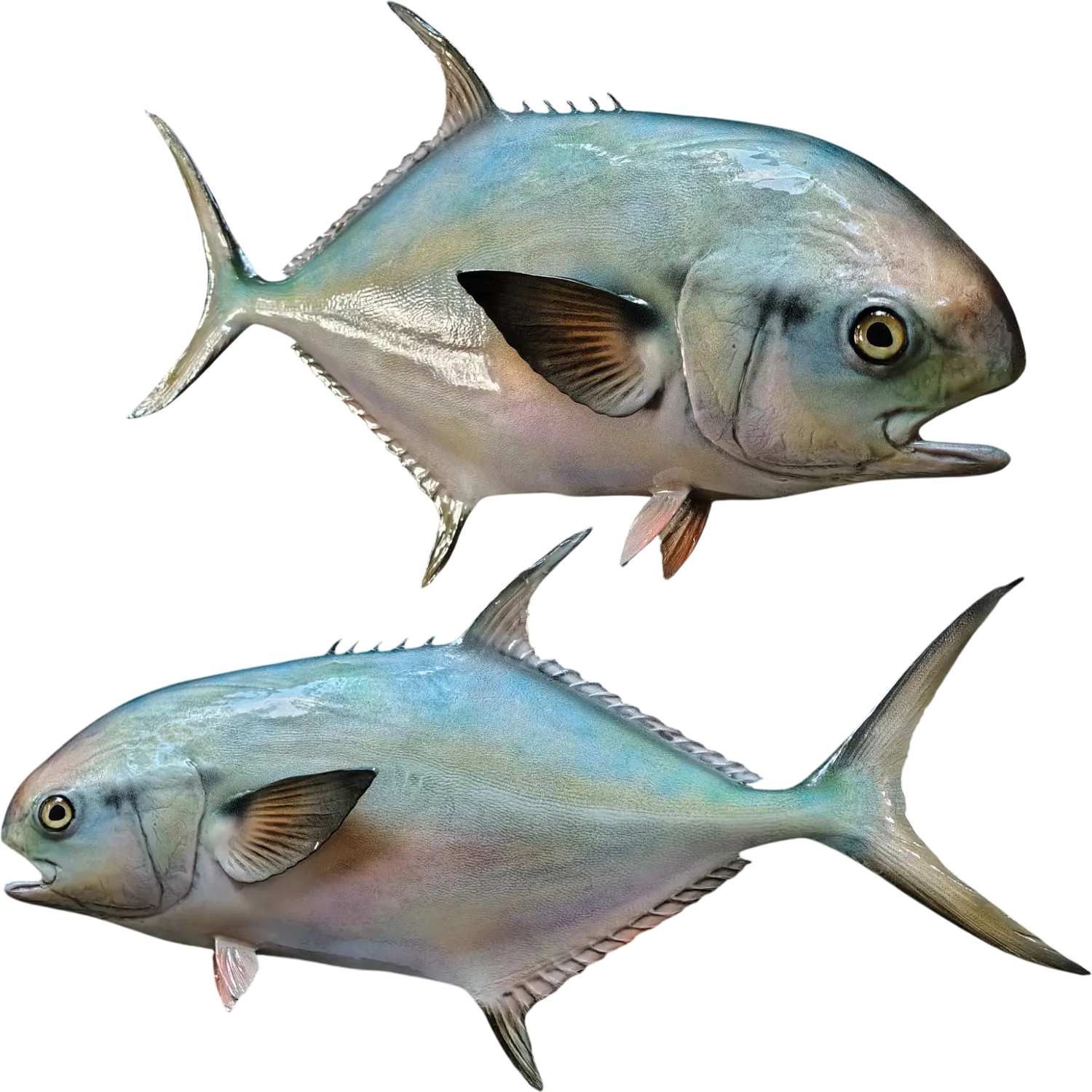 Permit Fish Mount Replica | 22 to 49 in | Half Full 360 Mounts