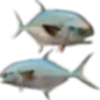 Permit half mount left-facing three-quarter pose, hand-painted permit fish mount replica, photo match included