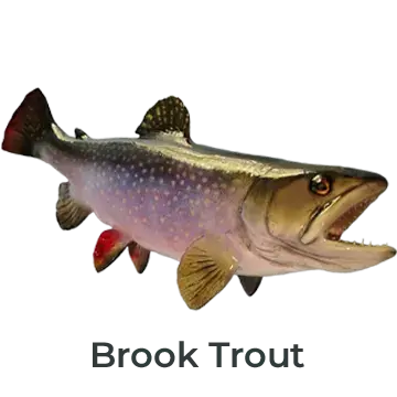 Brook Trout Fiberglass Fish Mount Replica painted by artist Greg Cassell. Right-facing, full wall mount with lifelike detail, handcrafted from a cast of a real fish and finished with a glass eye and layered paintwork.