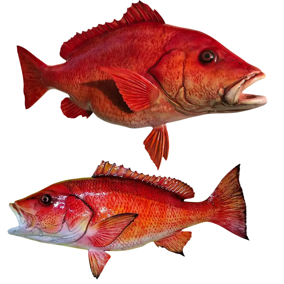 Red Snapper Replica Full Mount Stacked with Red Snapper Half Mount by Greg Cassell