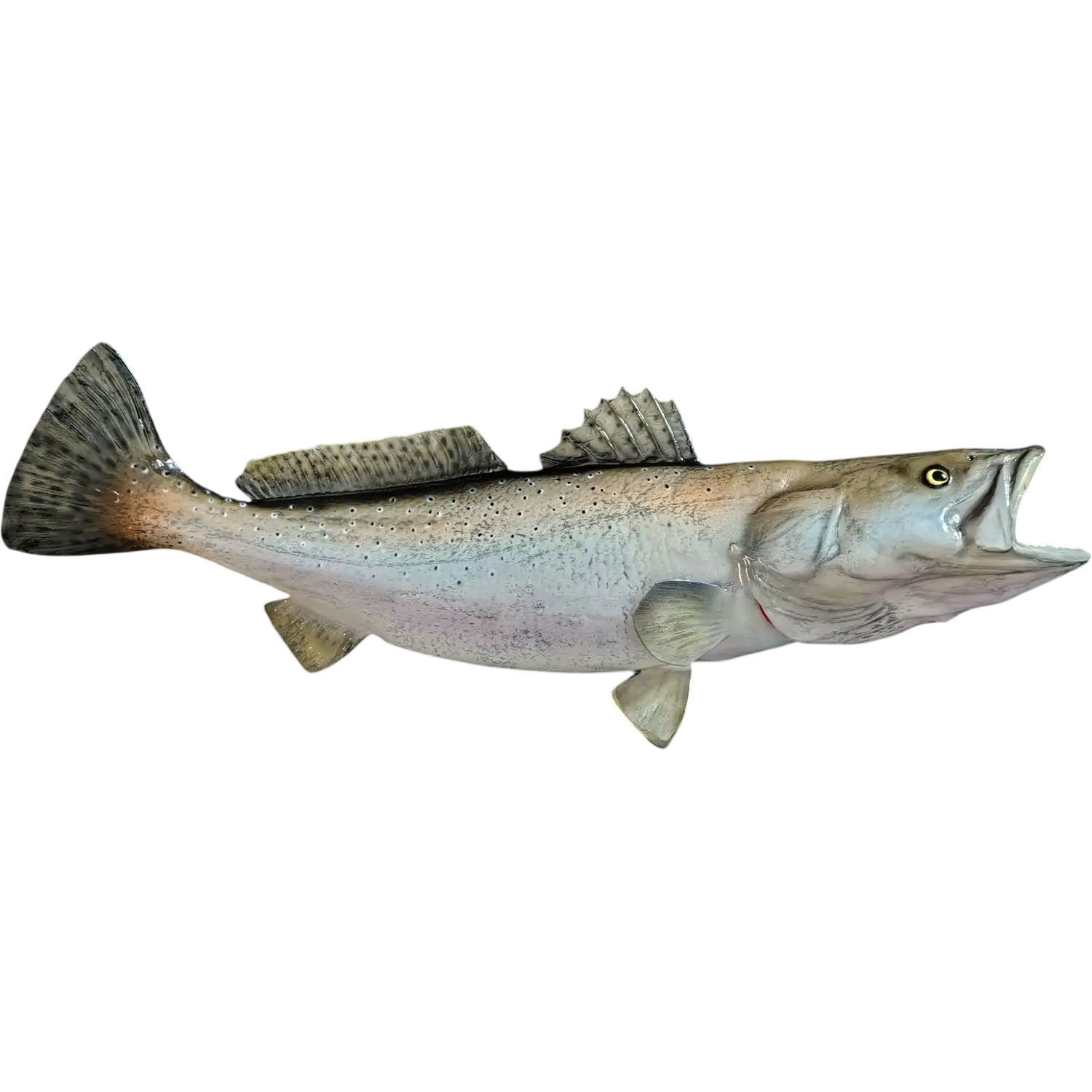 26 inch custom speckled trout wall mount hand painted to match angler's catch on a fiberglass replica