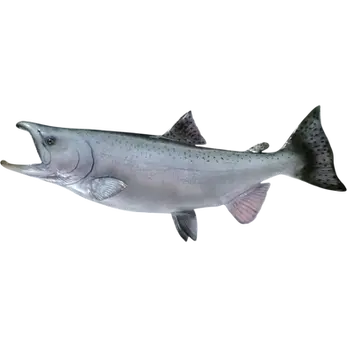 Chinook Salmon fish mount replica handpainted by Greg Cassell