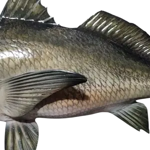 Profile view of a 23 inch Freshwater Drum fish mount replica showing fins and scales.