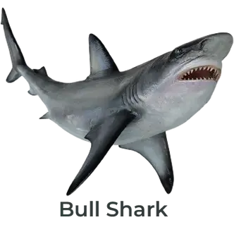 Fiberglass Bull Shark Mounts are Available in Full Wall Mounts and 360° Suspension Mounts. Send Us Your Favorite Picture for a Lifelike Replication or Visit our Custom-Designed Mounts to Create a Truly Personalized Mount
