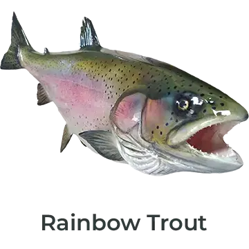 Rainbow Trout Fiberglass Fish Mount Replica painted by Greg Cassell. Angled right-facing mount with vivid patterns and realistic details. 