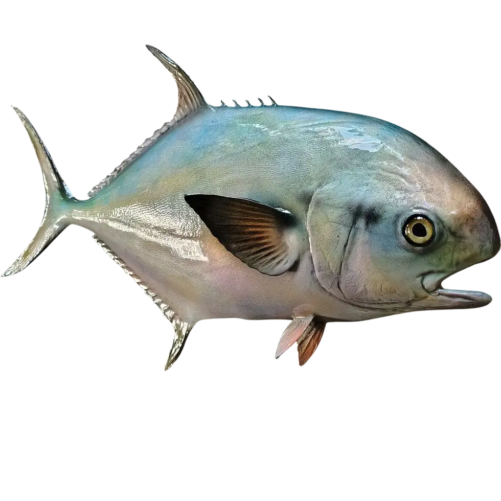 Thumbnail: Permit head detail with hand-painted glass eye showing jaw sculpt and gill fold, permit replica