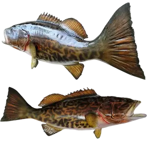 Gag grouper half fish mount replica showcasing its realistic profile and detailed tail sculpting.