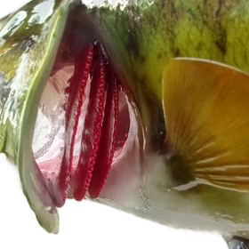 Open gill close-up of a largemouth bass fiberglass mount, showing intricate texture and hand-painted details.