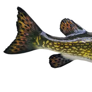 Close-up of Northern Pike back and tail section, highlighting the fish’s muscular build and the vibrant, detailed tail markings.