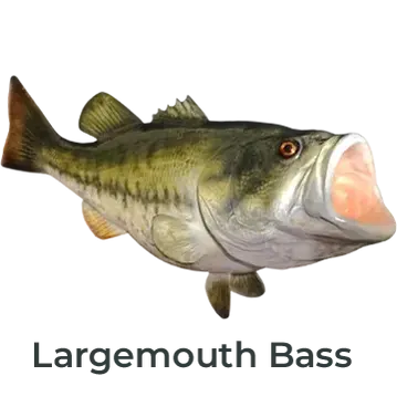 Largemouth Bass Fiberglass Fish Mount Replica painted by artist Greg Cassell. Angled right-facing mount with realistic details, available as half or full mount at Florida Fish Mounts. 