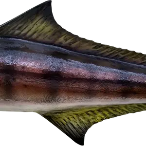Detailed dorsal fin of a cobia fish mount replica, highlighting first-generation mold craftsmanship and lifelike scale texture